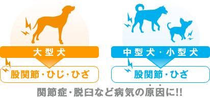 関節症・脱臼など病気の原因に！